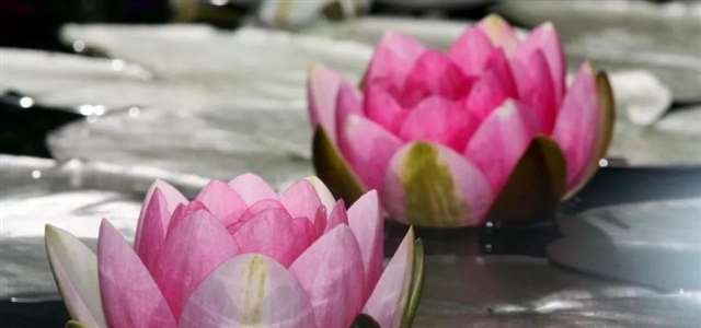 适合女人发朋友圈的完美的句子