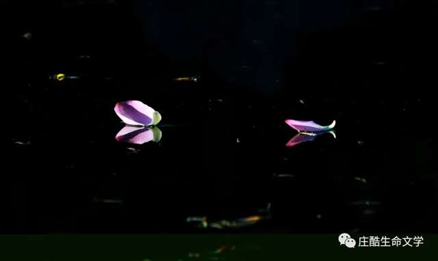 抖音文案的垂直生活