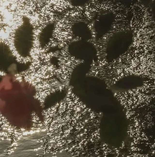 入人心的,抖音最火情感文案!