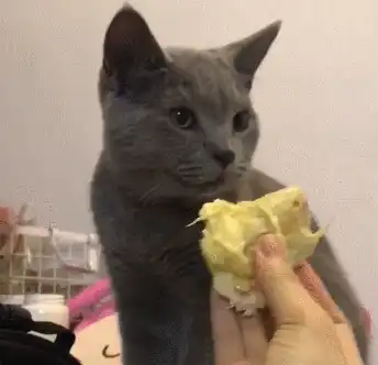 Brat经典作死语录，江湖上常常流传着ta们作死的传说