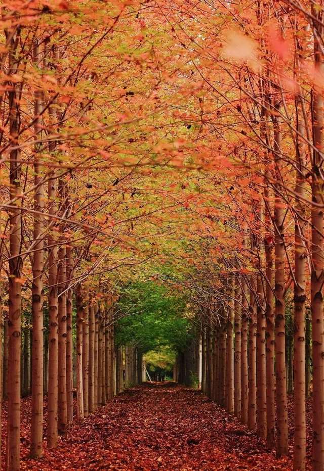 人间最美是秋色,一组绝美秋景图