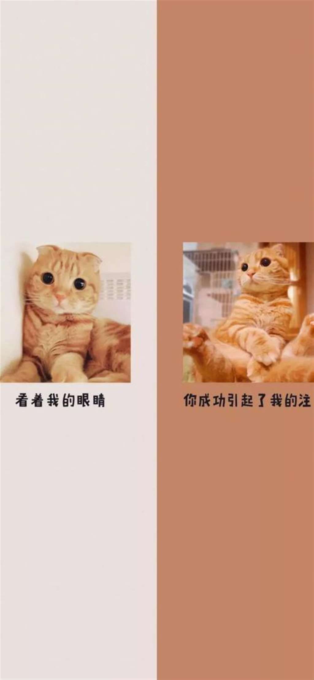 抖音超好看聊天背景图分享-抖音壁纸-抖音热门背景墙