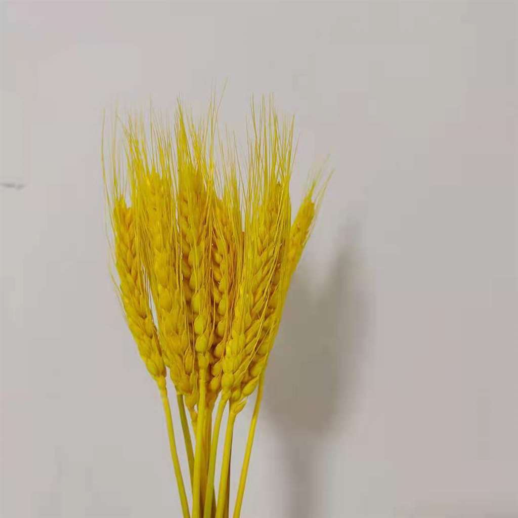 干花花束大麦穗搭配田园客厅摆件天然仿真开业抖音网红 金色麦穗10支