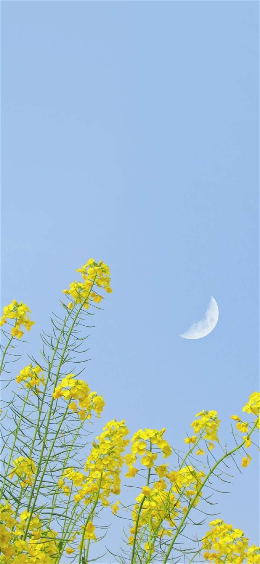 2020最火手机壁纸女生,2020最好看的手机桌面壁纸