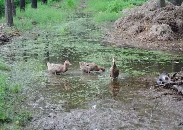 老家乡下的娘家,我心头永远的牵挂!