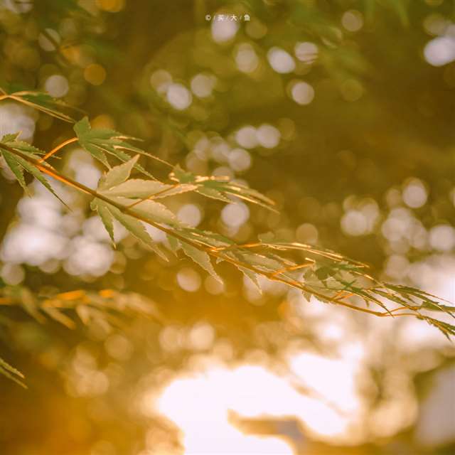 好久没有出来的说说