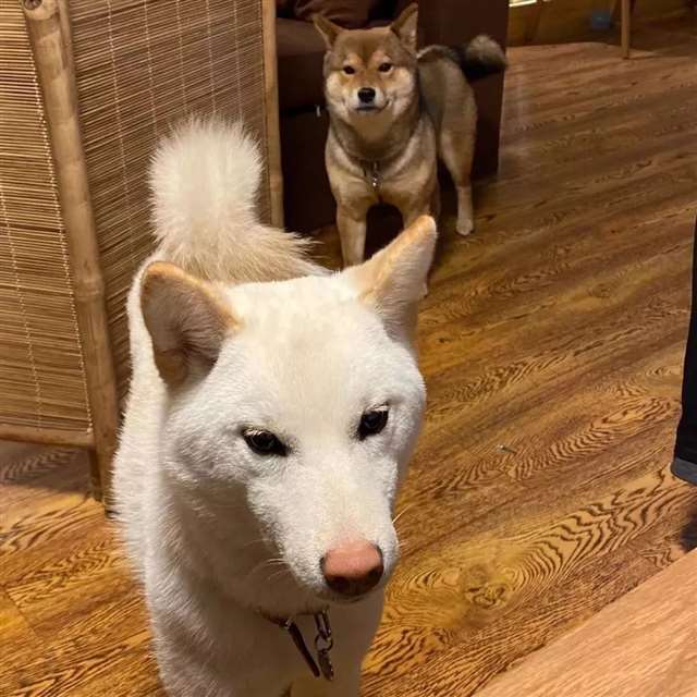 全网爆火的海王语录~ 男生渣到爆的句子!