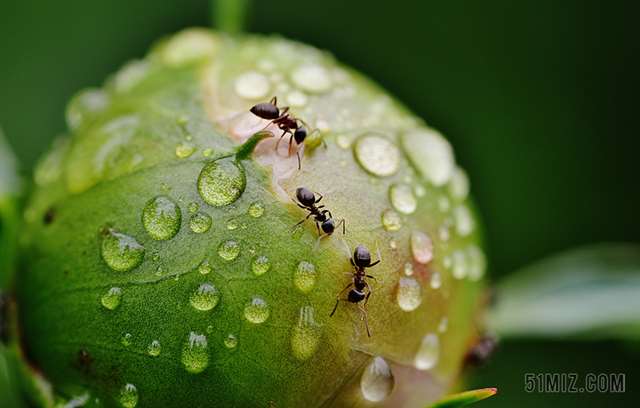 花苞上的蚂蚁背景图片