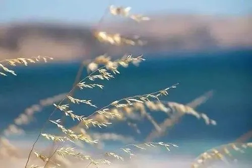 人生感悟 曾绍仑/选辑,配图