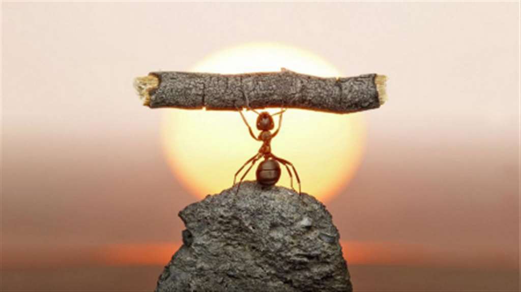 求一张壁纸 是个蚂蚁举起一段木头 背景是日出