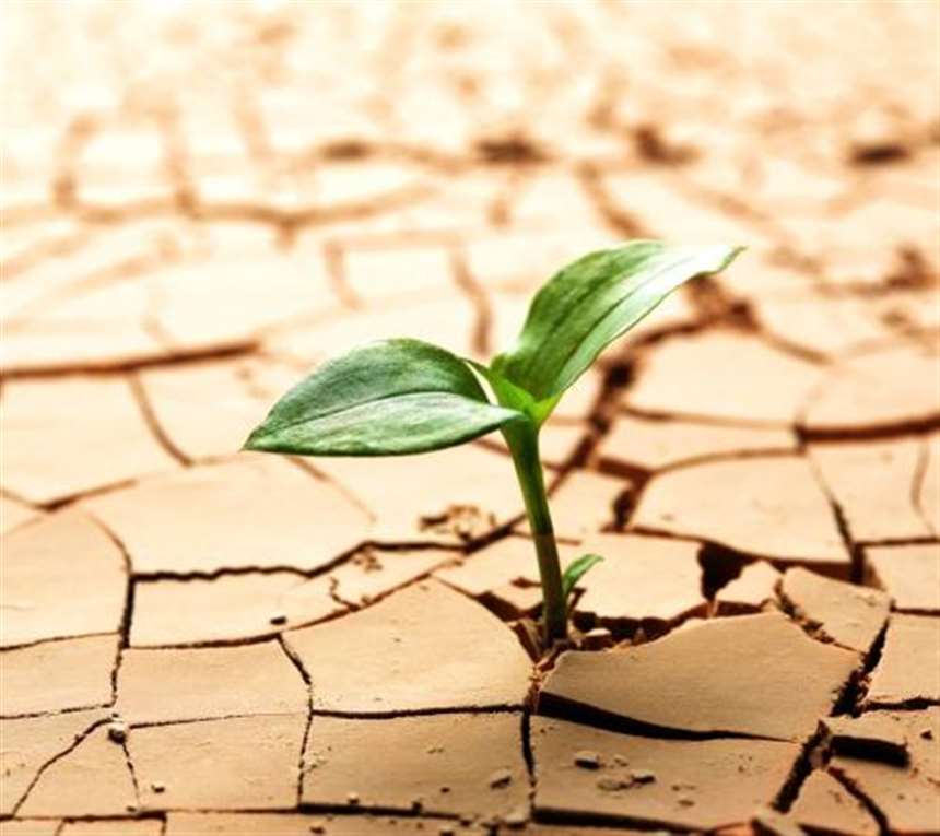 描写小草坚强的句子