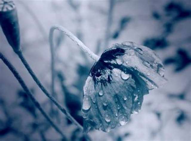 凉心的心情说说带图片-心凉意思-心彻底的凉了的心情语