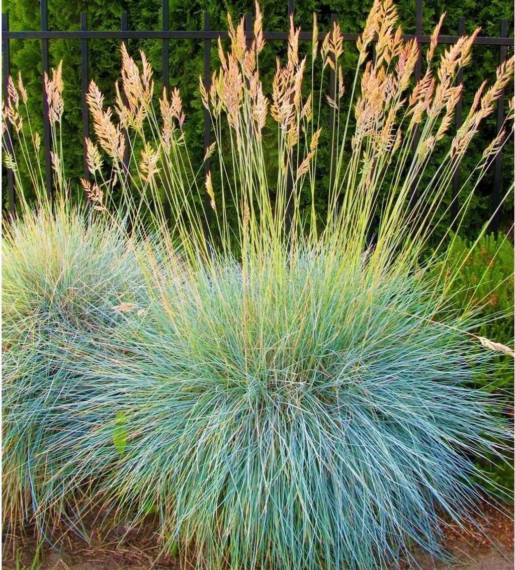 比较小众的蓝色观赏草,叶片独特的蓝羊茅,开的花朵没叶子好看