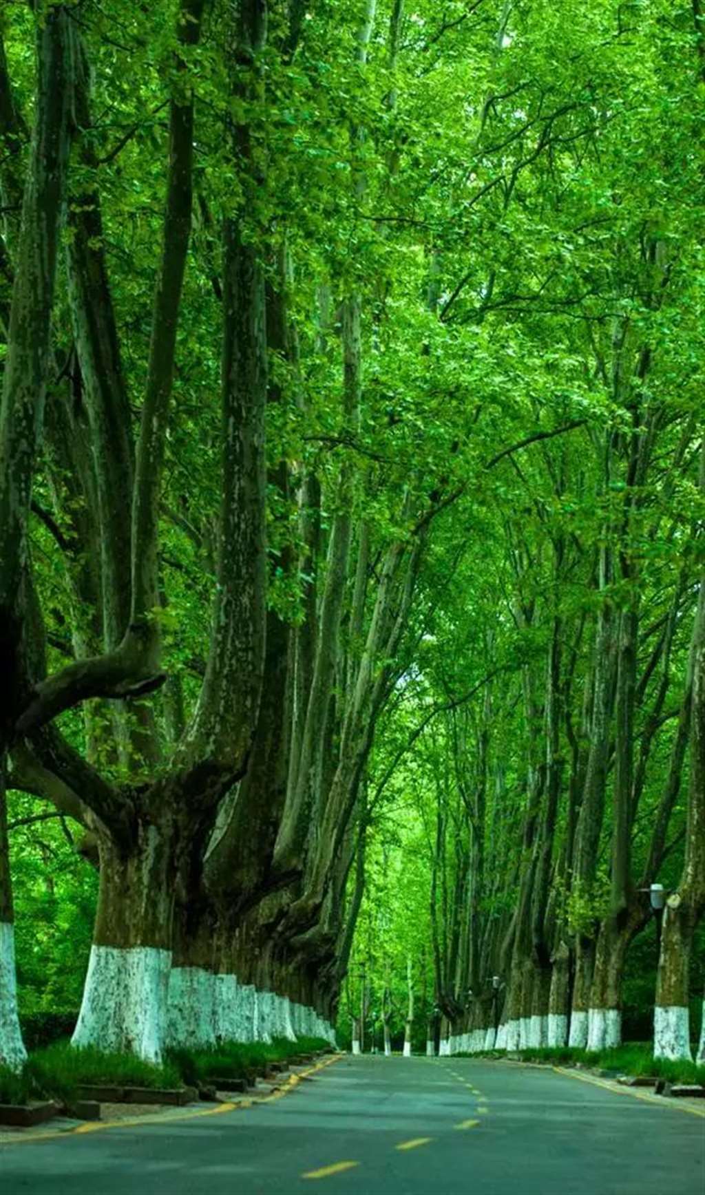 南京最美的8条路,一瞬间惊艳你.