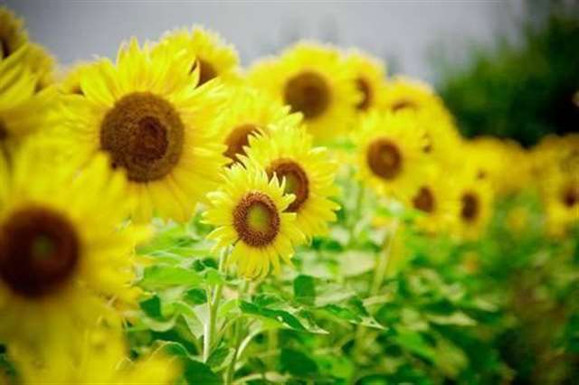 现实生活又很扎心的句子 感觉心累,心态要崩溃了