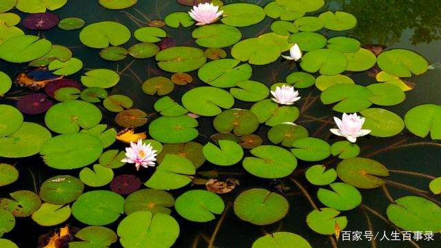 生活很累但要笑着面对 生活微笑正能量的句子