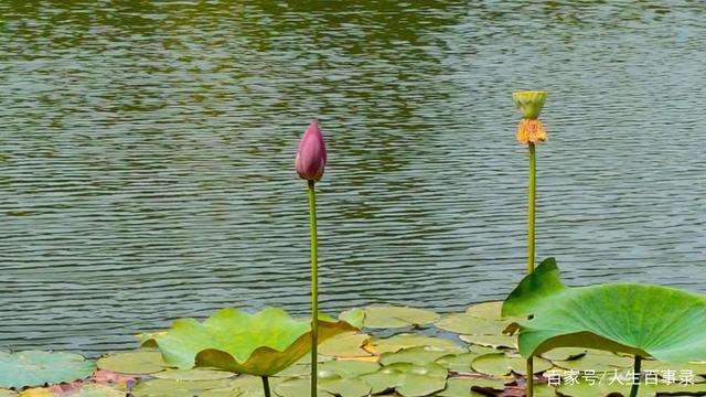 生活很累但要笑着面对 生活微笑正能量的句子