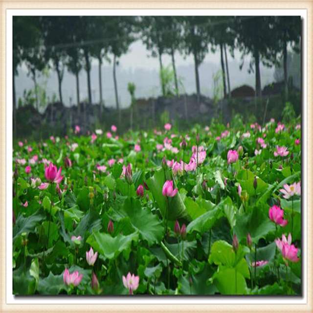 古代皇帝晚上是主动还是被动几天做一次