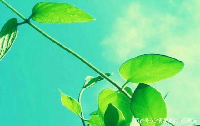 成年里的生活没有容易的句子 成年的心酸的句子