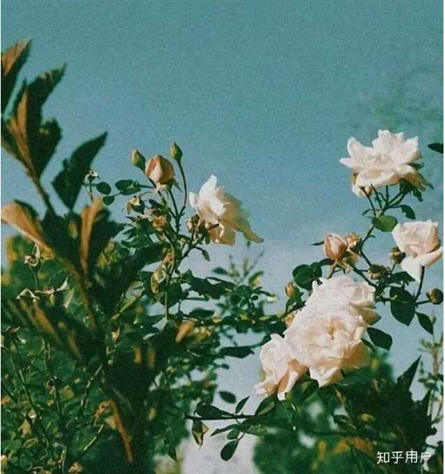 一眼就惊艳的文案 神仙文案短句