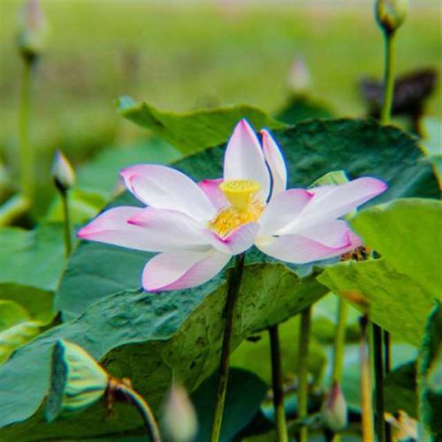 适合妈妈的微信头像,各种颜色美丽荷花图片