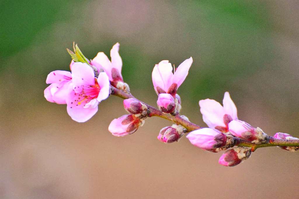 春天花开时节,用相机记录下来美好的大自然.