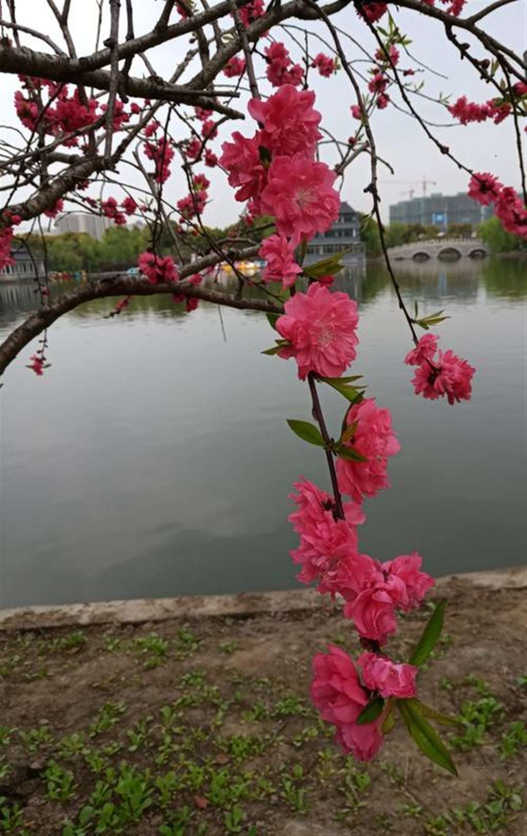 申城已是一座花城,春天的气息,色彩斑斓,大自然的魅力,引无数花粉们竞