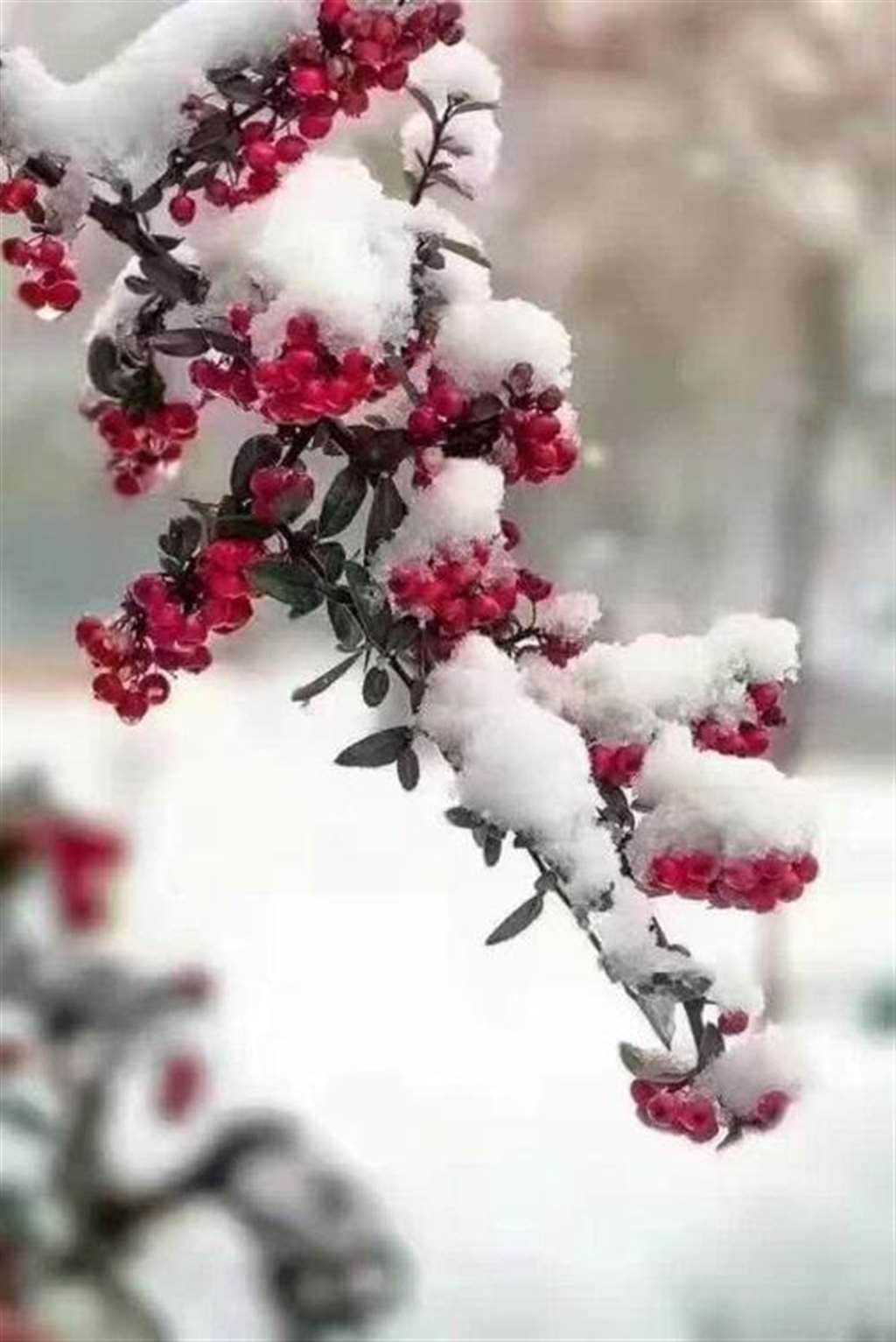 冬天也有好景色,冰雪中的梅花依然娇艳欲滴,发现生活中的美好时光.