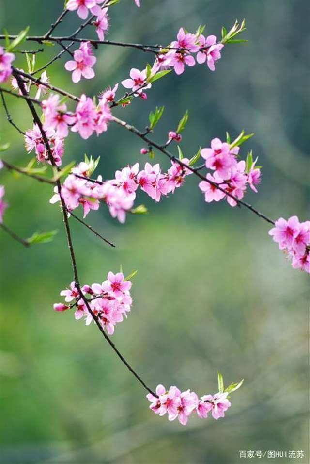 春天壁纸 阳春三月我们一起静待花开