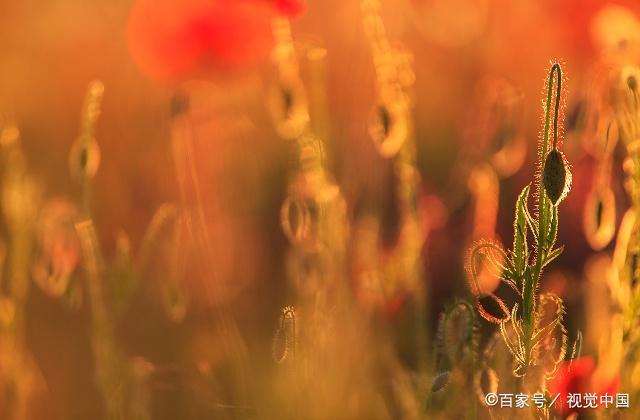 娶不起媳妇娶母亲真实事情 娶亲妈当老婆