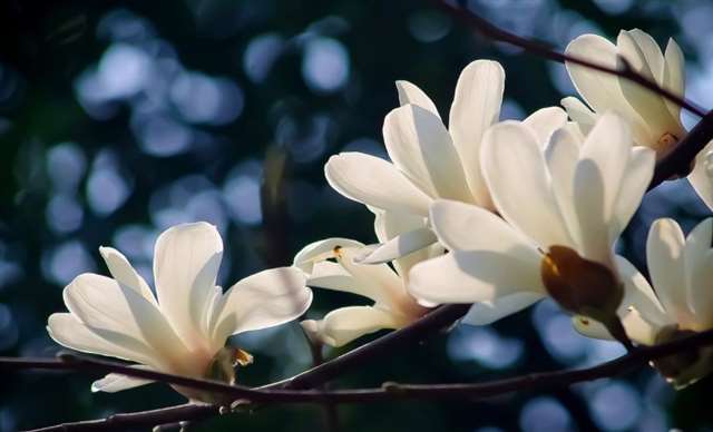 一辈子不离不弃的古诗 相爱不离不弃句子古诗