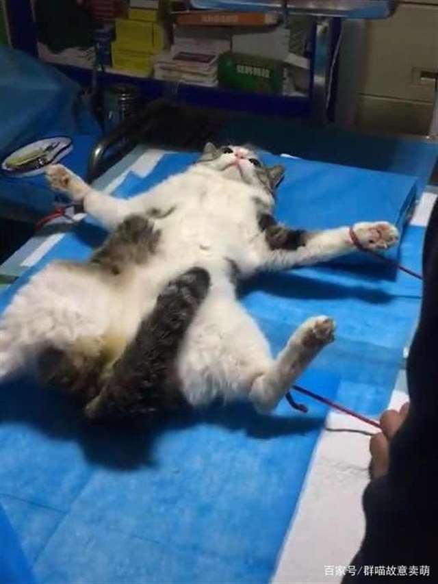 把猫尾巴放入BB 我和家里的猫做了