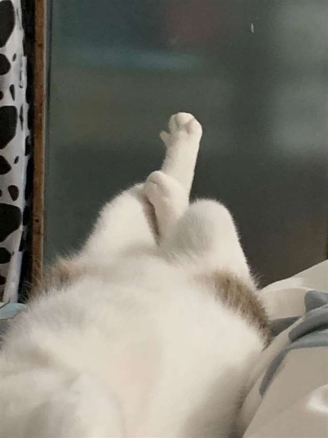 猫×人类车让猫咪给自己口r18车