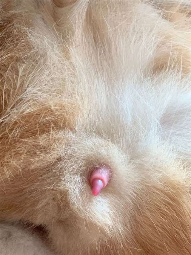 猫×人类车让猫咪给自己口r18车