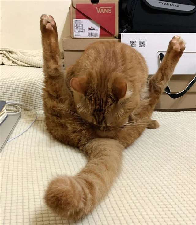 猫×人类车让猫咪给自己口r18车