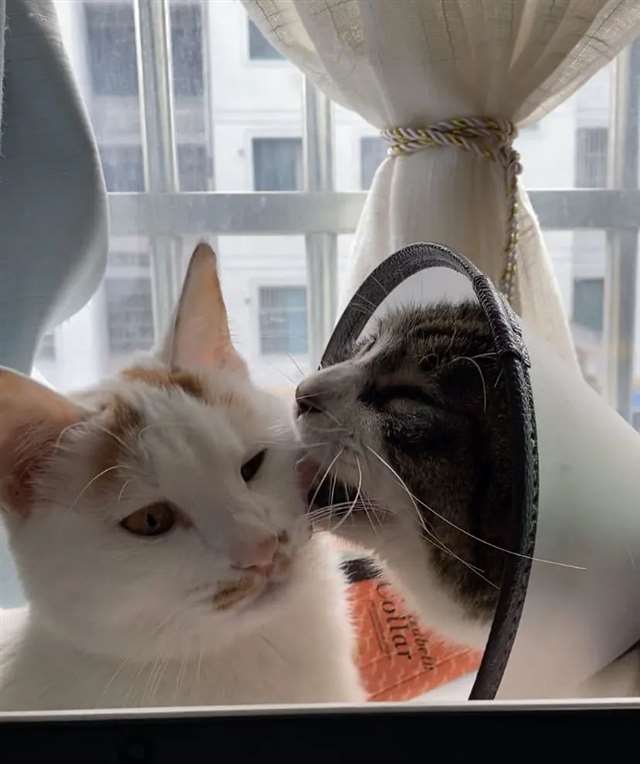 猫×人类车让猫咪给自己口r18车