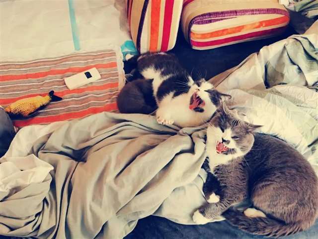 猫×人类车让猫咪给自己口r18车