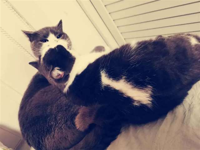 猫×人类车让猫咪给自己口r18车