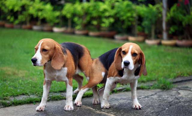 狗和人能锁到一起吗 人狗锁在一起是真的吗