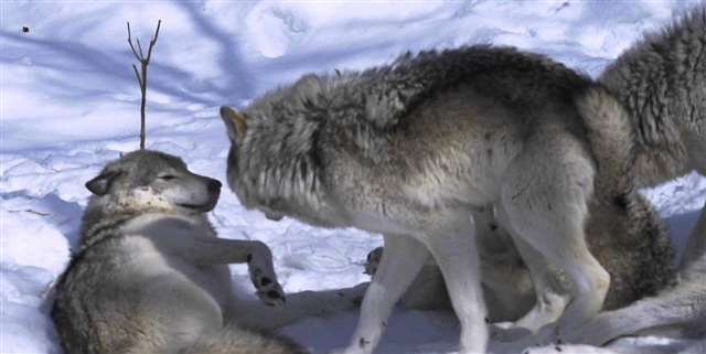 狗和人能锁到一起吗 人狗锁在一起是真的吗