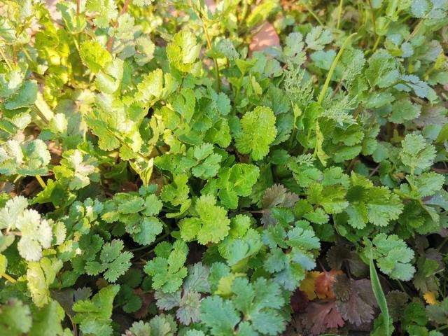 乡下惬意的生活 形容在老家的惬意生活