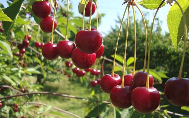 摘的是心情 采摘的快乐心情说说