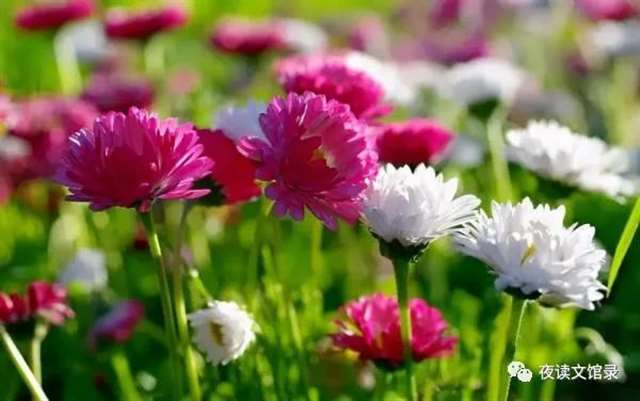 被女人伤害男人的伤感句子