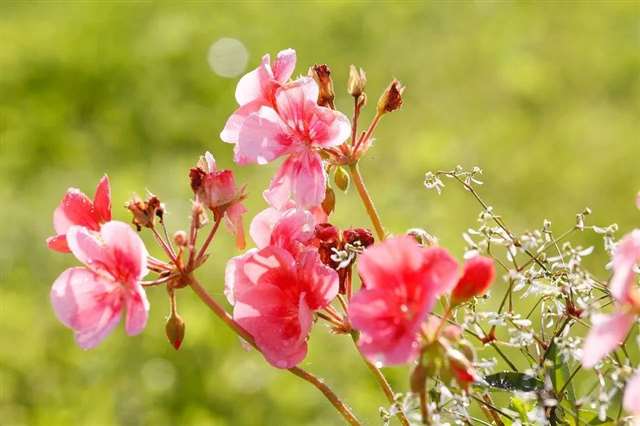 情感语录与爱情语录句子配图片