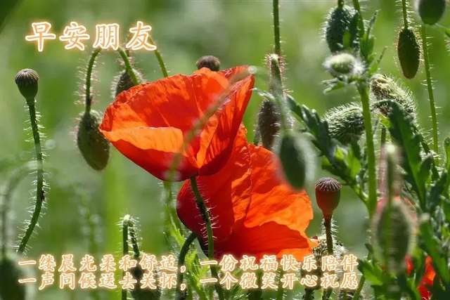 抖音早安语录干净好听 ,最受欢迎的早安说说,最正能量的早安心语句子!