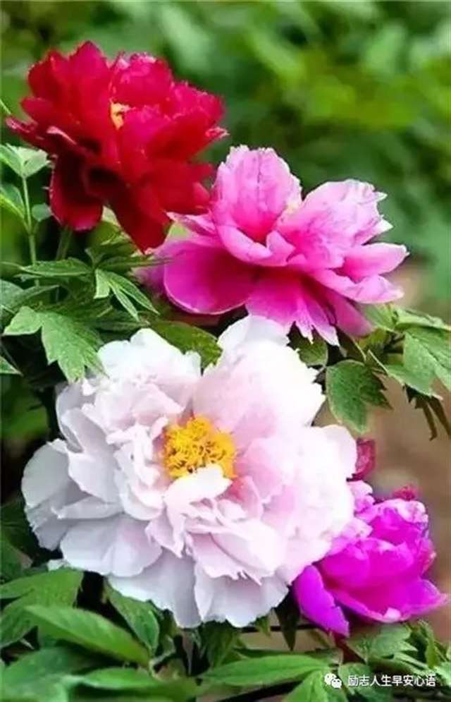 一句朋友早安或早上好的话语是多么情深......