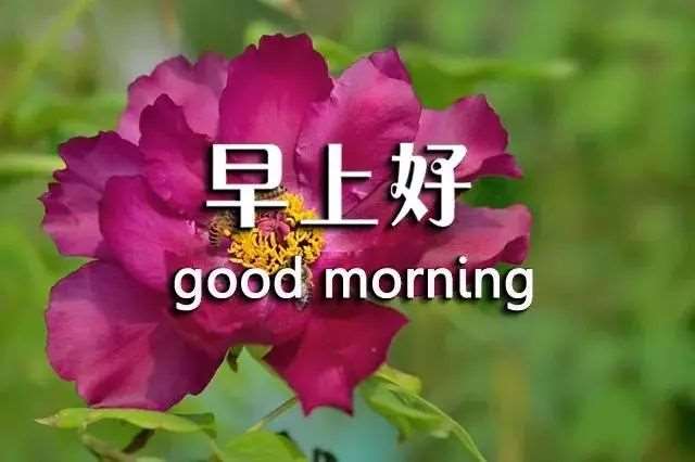最新漂亮早上好问候图片鲜花带字 早上发朋友圈一句话心情说说