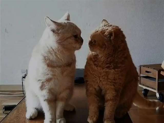 全抖音最火文案/ 图片