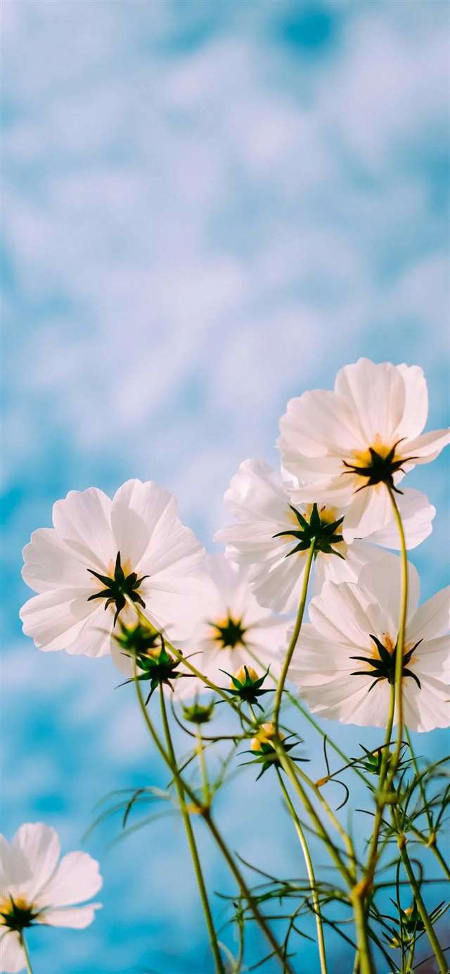 一组抖音最火壁纸!