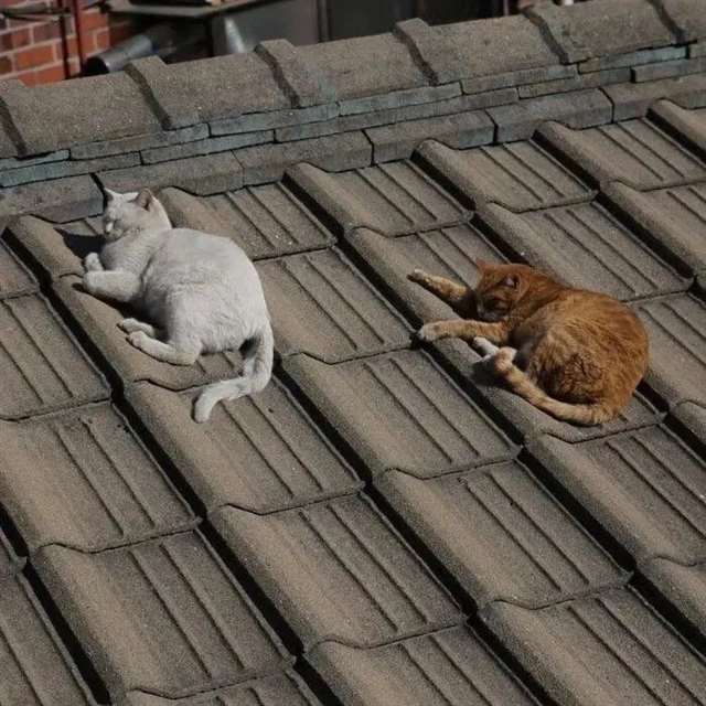 抖音最火备忘录截图文案